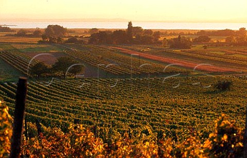 View of Zeiselberg vineyard with   Neusiedlersee in the distance Gols   Burgenland Austria Neusiedlersee
