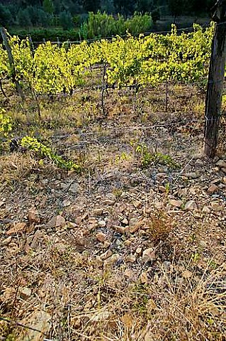 Galestro rocks in vineyard of Podere San Luigi Piombino Maremma Tuscany Italy  Val di Cornia