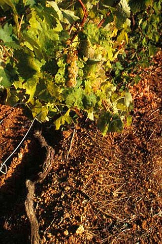 Soil in the Avvoltore vineyard of Moris Farms Maremma Tuscany Italy Monteregio di Massa Marittima