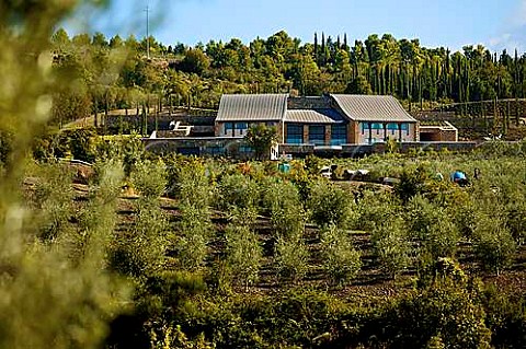 Olive trees below Podere Forte winery Castiglione dOrcia Tuscany Italy  Val di Cornia