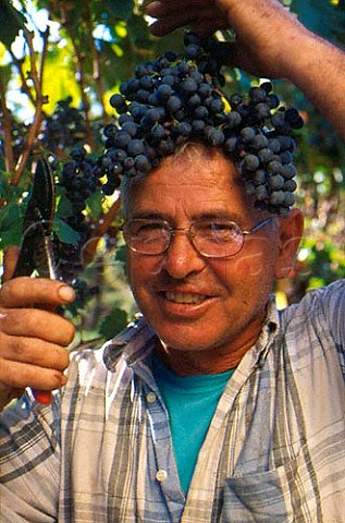 Giuseppe Cocco with bunch of Cannonau grapes Alghero Sardinia Italy