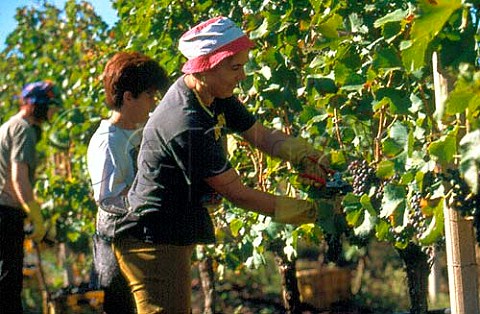 Harvesting Cannonau grapes Santa Maria La Palma Alghero Sardinia Italy