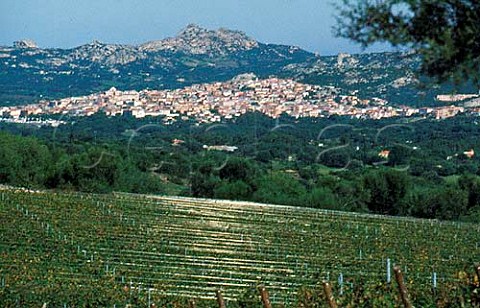 Vineyard of Tenute di Capichera with Arzachena village in the distance Sardinia Italy