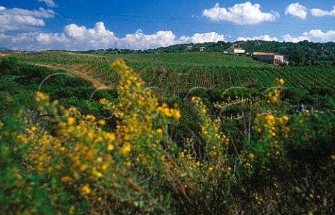 Vineyard of Tenute di Capichera with the old cellar buildings in the distance Arzachena Sardinia Italy