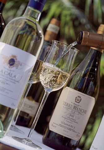 Pouring a glass of Sella  Mosca white wine  Alghero Sardinia Italy