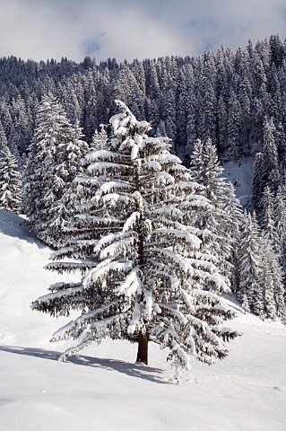 Snow covered trees by the road leading to the Col des Annes from   Le GrandBornand HauteSavoie France