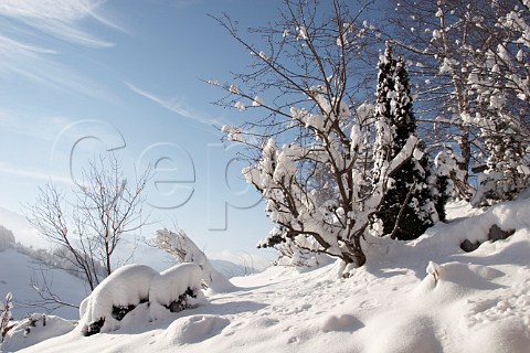 Snow covered trees Chinaillon Le GrandBornand HauteSavoie France