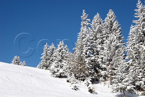 Snow covered trees by the road leading to the Col des Annes from Le GrandBornand HauteSavoie France