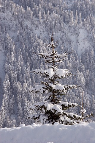 Snow covered fir tree by the road leading to the Col des Annes from Le GrandBornand HauteSavoie France
