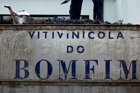 Trailer of harvested grapes at Quinta do Bomfim Pinho Portugal Port  Douro