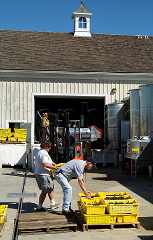 Harvested grapes arriving at winery of Bedell Cellars Cutchogue Long Island New York USA North Fork AVA