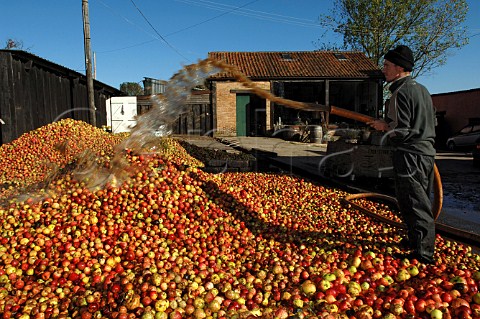 Washing harvested apples from Burrow Hill orchard of the Somerset Cider Brandy Company Kingsbury Episcopi Somerset England