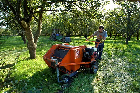 Machine collecting fallen apples in Burrow Hill orchard of the Somerset Cider Brandy Company Kingsbury Episcopi Somerset England