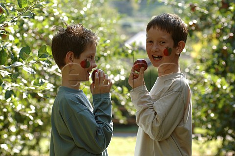 Two boys at harvest time in Burrow Hill orchard of the Somerset Cider Brandy Company Kingsbury Episcopi Somerset England
