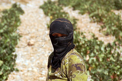 Bedouin grape picker wearing a niqab in vineyard of Chateau Kefraya at Kefraya in the Bekaa Valley Lebanon