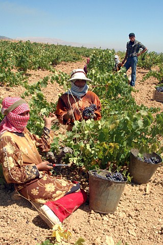 Bedouin grape pickers in vineyard of Chateau Musar at Aana in the Bekaa Valley Lebanon