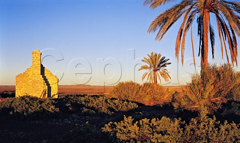 Ruins of Dalhousie Homestead surrounded by date palms at sunrise Wirtjira National Park northern South Australia