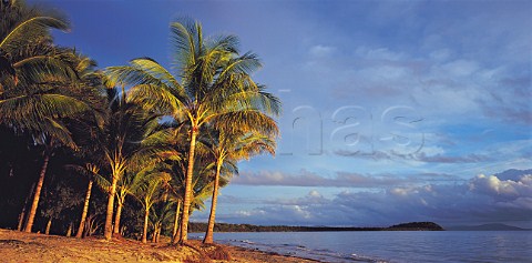 Palm trees at sunrise against cloudy sky at Four Mile beach Port Douglas Far North Queensland Australia