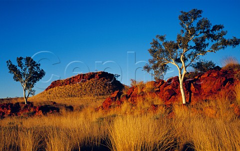 Ghost Gums and red rocky outcrops at sunset in the Gibson Desert near Georgia Bore on the Canning Stock Route Western Australia