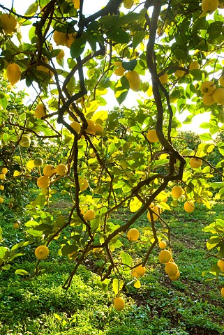 Ripe lemons growing in Sicilian lemon grove Sicily