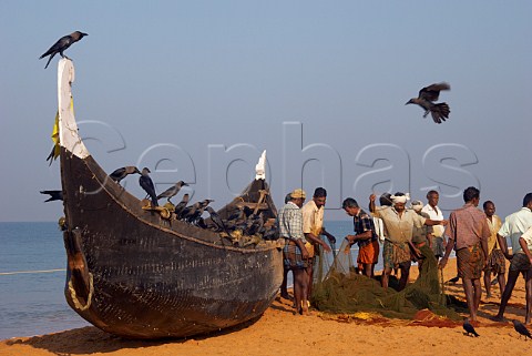 Crows lined up on fishing boat as the fishermen sort their nets north of Thiruvananthapuram Trivandrum Kerala India