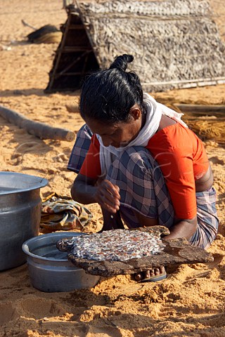 Indian woman sorting out the catch of tiny fish on the beach north of Thiruvananthapuram Trivandrum Kerala India