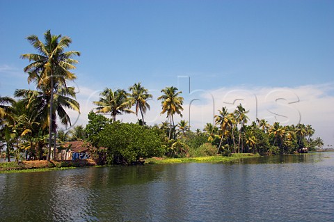 Palm trees and dense vegetation line the banks of the Kuttanad the backwaters of Kerala known as the Venice of the East Kerala India