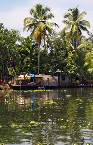 Boats palm trees and dense vegetation line the banks of the Kuttanad the backwaters of Kerala known as the Venice of the East Kerala India