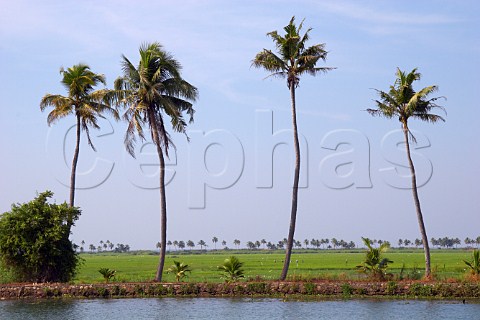 Palm trees and lush green paddy fields line the banks of the Kuttanad the backwaters of Kerala known as the Venice of the East Kerala India