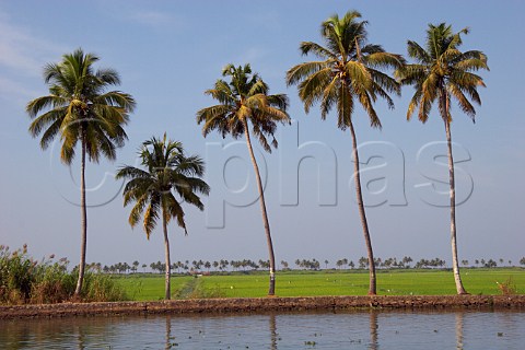 Palm trees and lush green paddy fields line the banks of the Kuttanad the backwaters of Kerala known as the Venice of the East Kerala India