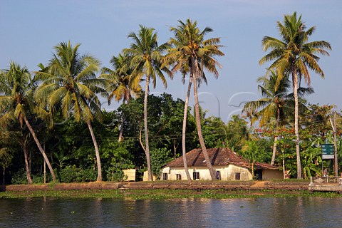 Palm trees and houses on the banks of the Kuttanad the backwaters of Kerala known as the Venice of the East Kerala India
