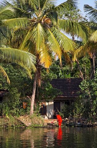 Woman washing her clothes outside her house amongst the palm trees and dense vegetation on the banks of the Kuttanad the backwaters of Kerala known as the Venice of the East Kerala India