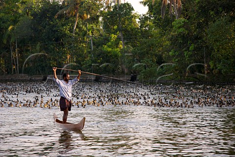 Man herding ducks from a canoe on the Kuttanad the backwaters of Kerala known as the Venice of the East Kerala India
