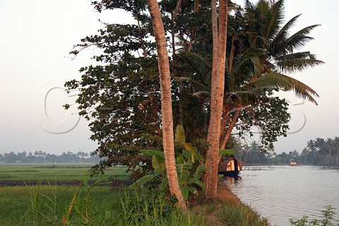 Lush green paddy fields by the Kuttanad the backwaters of Kerala known as the Venice of the East Kerala India