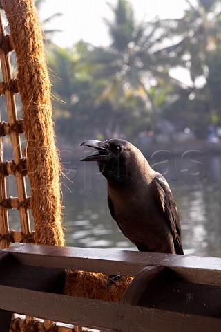 Crow perched on the side of a houseboat on the Kuttanad the backwaters of Kerala known as the Venice of the East Kerala India