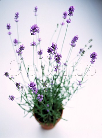 Lavender growing in a pot