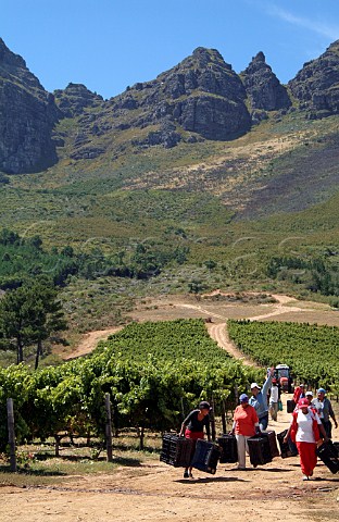 Harvest workers in vineyard of Ernie Els below Helderberg Mountain Stellenbosch Cape Province South Africa
