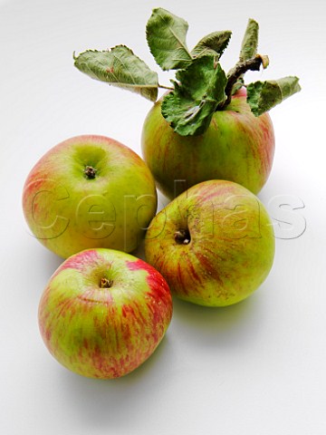 Bramley apples