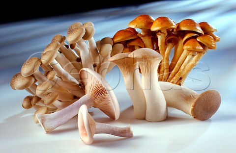 Bunashimeji Nameko Eryngii and Blewit mushrooms