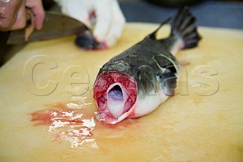 Preparing a Fugu blowfish for sashimi in a Japanese restaurant