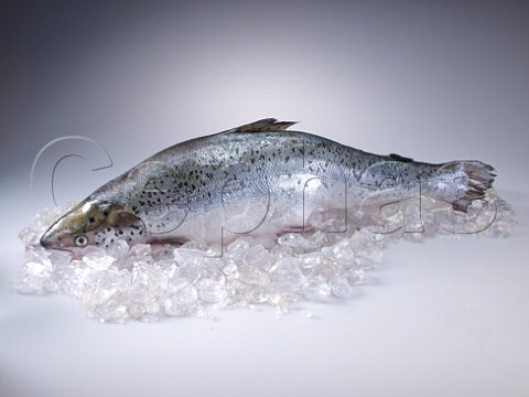 Whole fresh salmon on a bed of ice