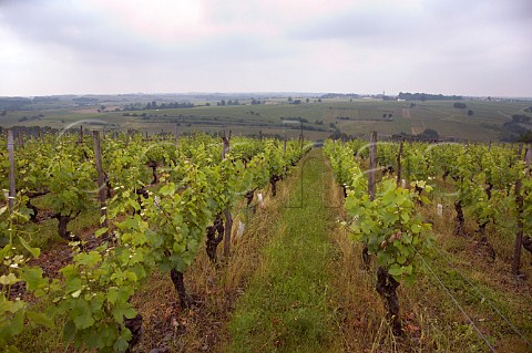 Chenin Blanc vines in les Rouannires vineyard of Chteau Pierre Bise BeaulieusurLayon MaineetLoire France Coteaux du LayonVillages