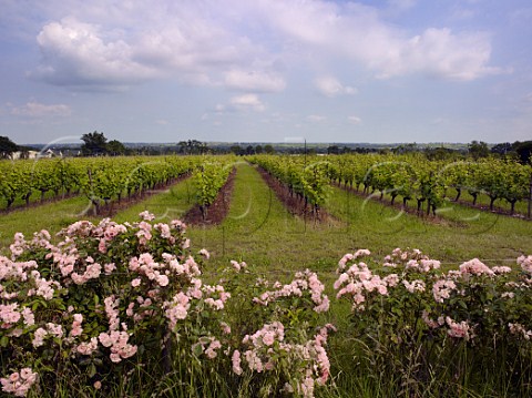 Clos de Coulaine vineyard of Chteau Pierre Bise Savennires MaineetLoire France Savennires