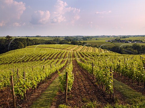 Vineyard of Chteau Bellerive Chaume MaineetLoire France Quarts de Chaume
