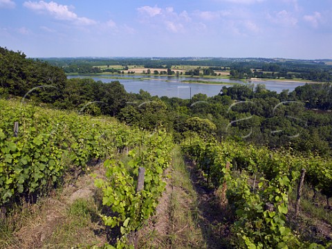Chenin Blanc vineyard of Chteau de la Roche aux Moines above the River Loire Savennires MaineetLoire France AC Savennires