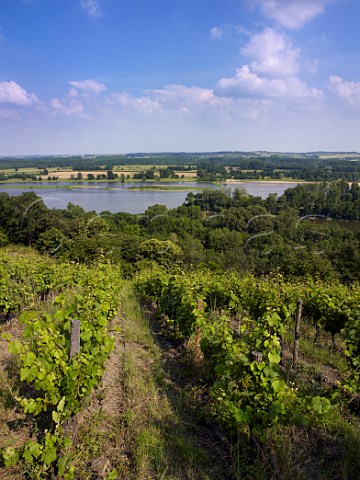 Chenin Blanc vineyard of Chteau de la Roche aux Moines above the River Loire Savennires MaineetLoire France AC Savennires