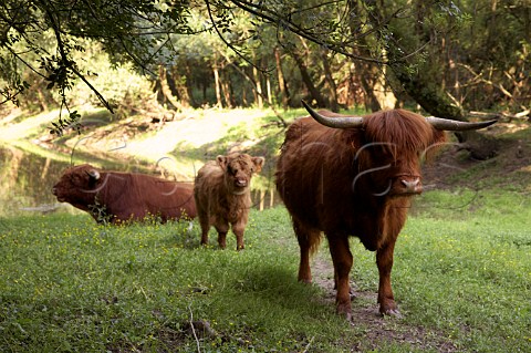 Highland cattle kept for their manure by Nicolas Joly of Chteau de la Roche aux Moines Savennires MaineetLoire France
