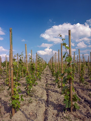 New Cabernet Franc vineyard planted au carr Domaine des Roches Neuves Varrains MaineetLoire France SaumurChampigny