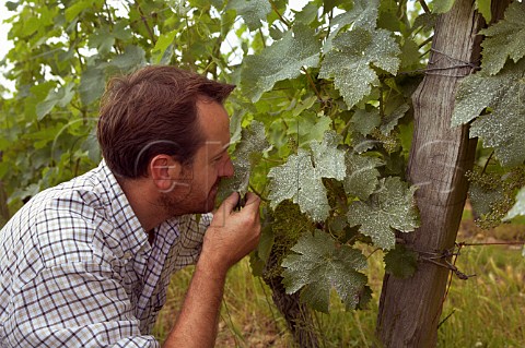 Thierry Germain with Cabernet Franc vines in his La Marginale vineyard which have been sprayed with a biodynamic solution Domaine des Roches Neuves Varrains MaineetLoire France SaumurChampigny