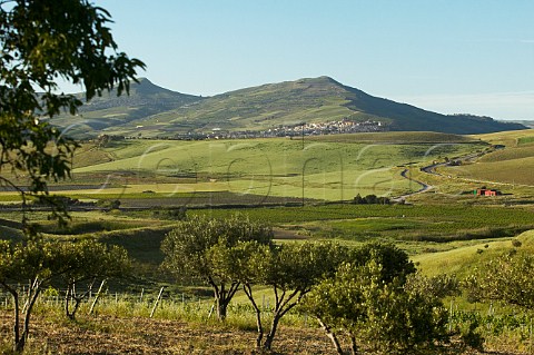 Donnafugata Contessa Entellina vineyard  near Santa Margherita di Blice Sicily Italy DOC Contessa Entellina